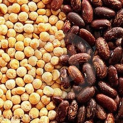 Как хранить фасоль и горох? Как хранить фасоль и горох?