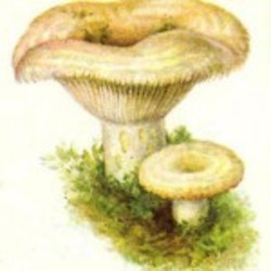 Как подправить горьковатые грибы?