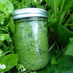 Щавель на зиму Щавель на зиму