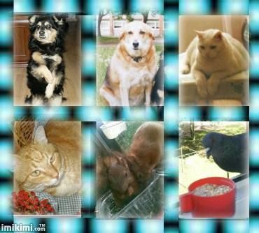 Рики, Лизочка,Василий Первый и Василий Второй, голубь Кузя( выпал из гнезда и я его выкормила, научила летать)...в общем это тлько капля в море ))