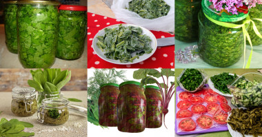 Заготовки щавель на зиму - 7 рецептов - 1000.menu Заготовки щавель на зиму - 7 рецептов - 1000.menu