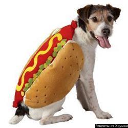 Собачек любите? Собачек любите?