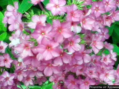 День рождения Анаит! День рождения Анаит!