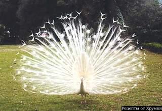 Белые павлины бывают не только на салате Белые павлины бывают не только на салате