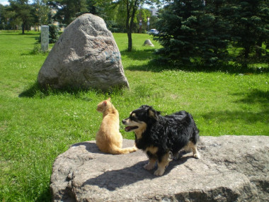 Несут дозор во дворе