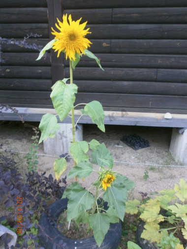 подсолнух из кукурузы подсолнух из кукурузы