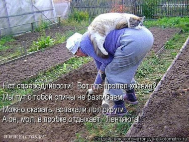 картофель запеченный картофель запеченный