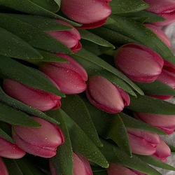 Ольчик Балова