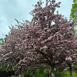 Verenea