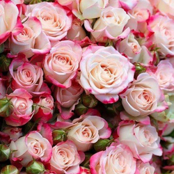 Ксения Багринц