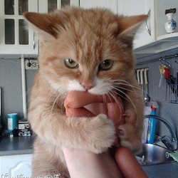 Повар-вдовец