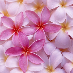 Анастасия88