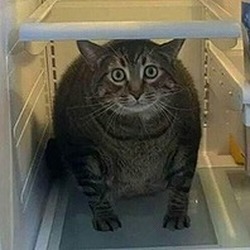НИКОЛАЕВНА56