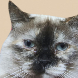 Оленка Анатоліївна