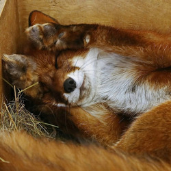 Fox #15