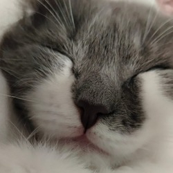 КудряшкаСаб