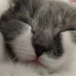 КудряшкаСаби