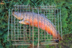 рыба на костре калорийность. Смотреть фото рыба на костре калорийность. Смотреть картинку рыба на костре калорийность. Картинка про рыба на костре калорийность. Фото рыба на костре калорийность рыба на костре калорийность. Смотреть фото рыба на костре калорийность. Смотреть картинку рыба на костре калорийность. Картинка про рыба на костре калорийность. Фото рыба на костре калорийность