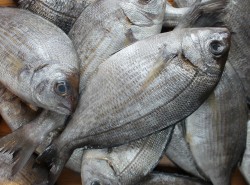 рыба на костре калорийность. Смотреть фото рыба на костре калорийность. Смотреть картинку рыба на костре калорийность. Картинка про рыба на костре калорийность. Фото рыба на костре калорийность рыба на костре калорийность. Смотреть фото рыба на костре калорийность. Смотреть картинку рыба на костре калорийность. Картинка про рыба на костре калорийность. Фото рыба на костре калорийность