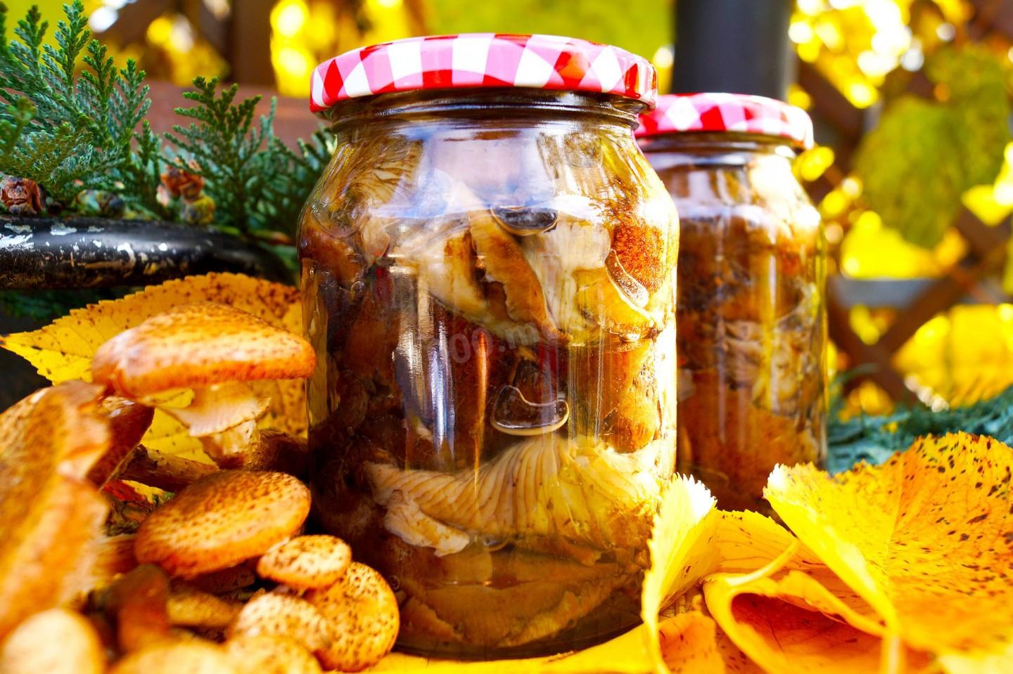 Рецепты заготовок из свежих опят на зиму: грибной пирог, маринованная опята и многое другое