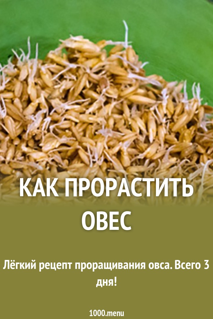Как прорастить овес рецепт с фото - 1000.menu