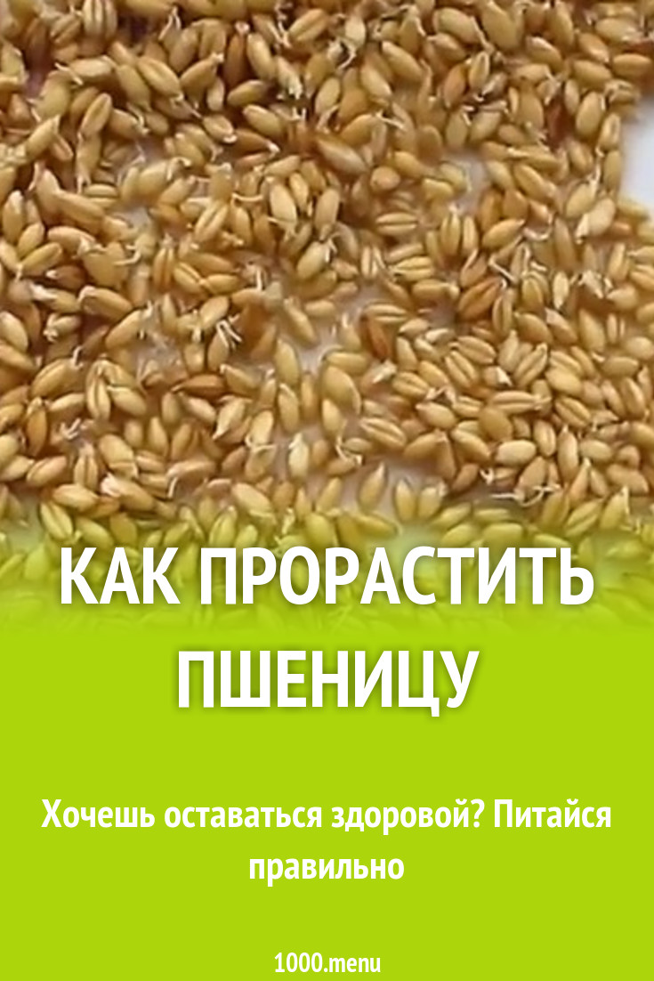 Проростки пшеницы в домашних условиях рецепт с фото - 1000.menu