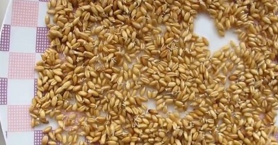 Проростки пшеницы в домашних условиях