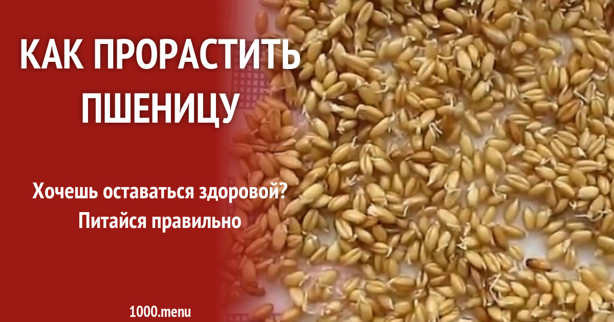 Проростки пшеницы в домашних условиях рецепт с фото - 1000.menu