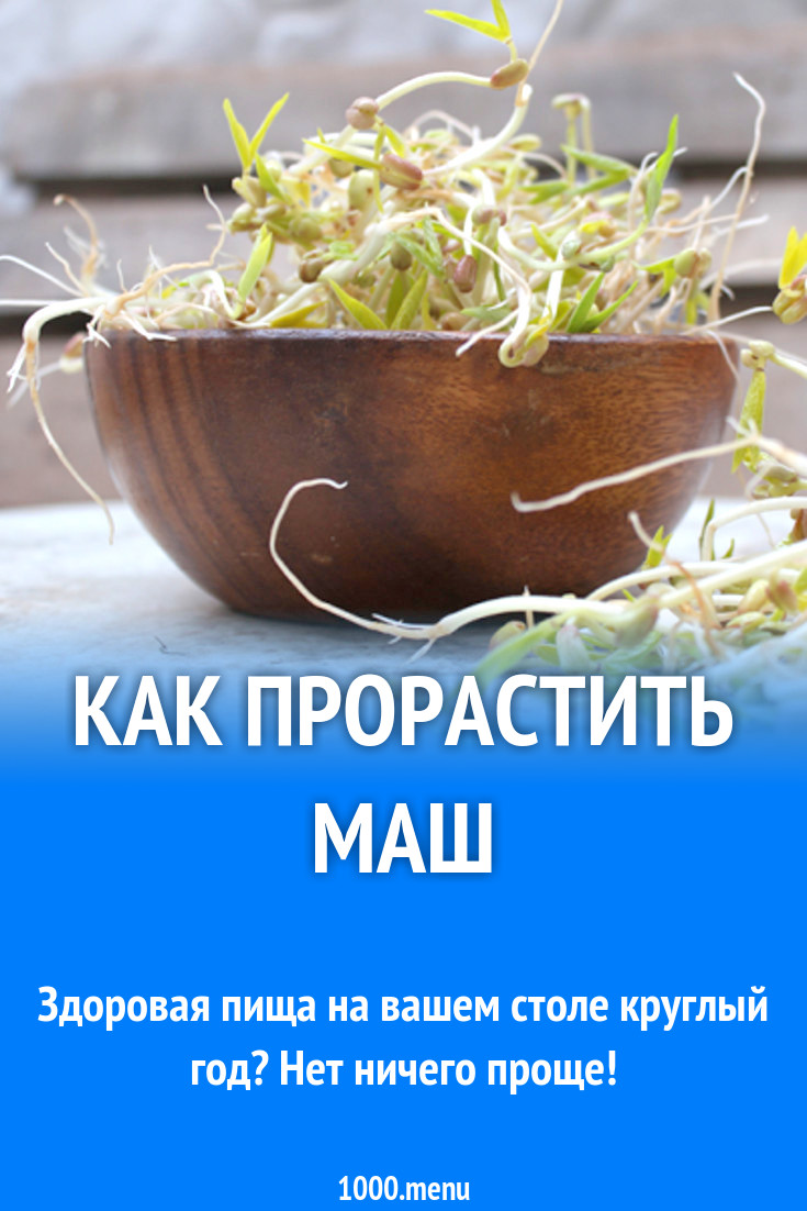 Как прорастить маш