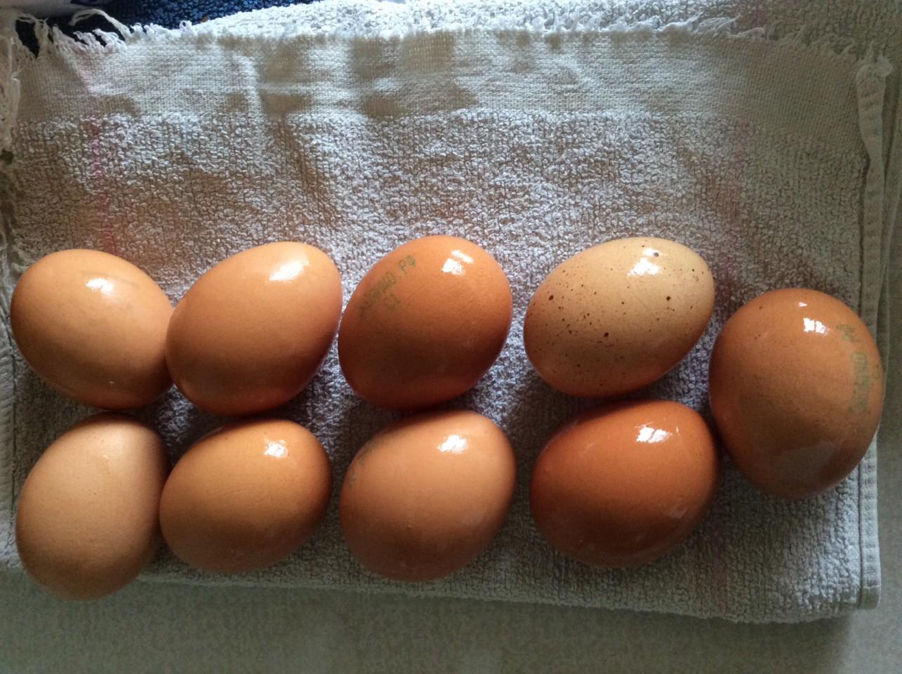 Яйцо с 4 желтками. 5 Яиц. Яйцо с 5 желтками. 1/5 Яйца.