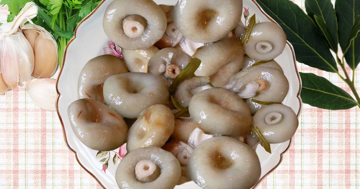 маринование волнушек с фото сорт круглого леса