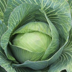 Блюда с белокочанной капустой