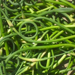 Блюда из чесночных стрелок