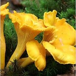 Блюда с лисичками