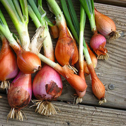 Блюда с луком шалот