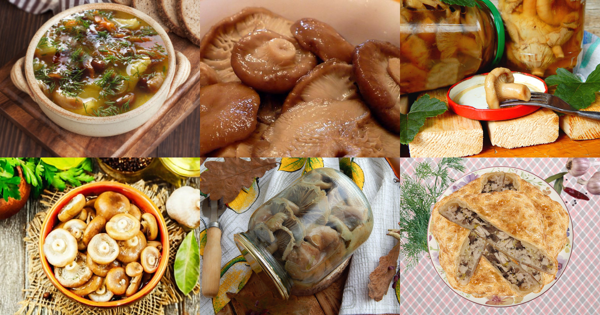 Волнушка маринованная рецепт. Волнушка маринованная рецепт