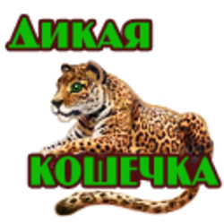 Кошечка