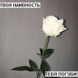 вечно голодная