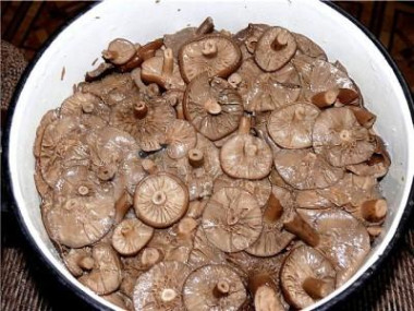 Горькушки соленые