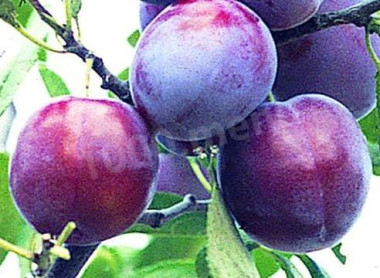 Вино из слив с добавлением сахара