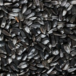 Как пожарить семечки в духовке: рецепты с солью и без - Onwomen.ru