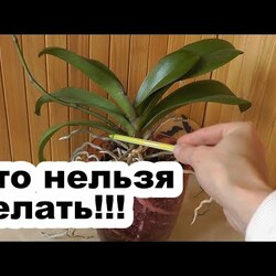 5 ошибок новичков или История моей второй орхидеи