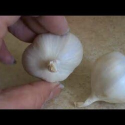 Древесная зола, чеснок, янтарка. Орхидея с вялыми листьями неделю спустя.