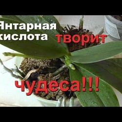 Янтарная кислота творит чудеса! Оживит орхидеи и заставит цвести круглый год!