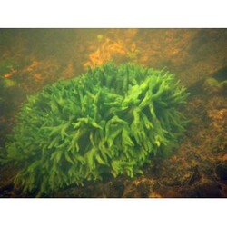 Местнораздражающие средства Бадяга порошок - «Сотрет все напрочь с кожи:  следы постакне, серый цвет лица и даже пигментные пятна! Скрабирование бадягой это  путь к идеальной коже лица. »  | Отзывы покупателей