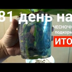 чесночная вода для орхидей ПОТРЯСАЮЩИЙ РЕЗУЛЬТАТ через 81 день КОРНИ ЛИСТЬЯ и ЦВЕТОНОС орхидеи