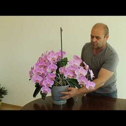 Орхидея уход. Как вырастить сильное здоровое растение.