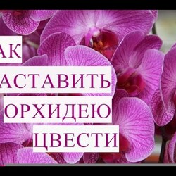 Как Заставить Орхидею Цвести.