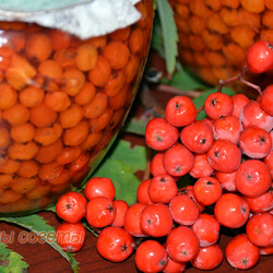 Моченая рябина - полезная добавка к любому блюду и украшение стола