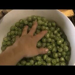 ket.i.deti   Пастила из крыжовника и чёрной смородины в сушилке